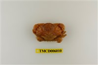 藏品(光手滑面蟹)的圖片